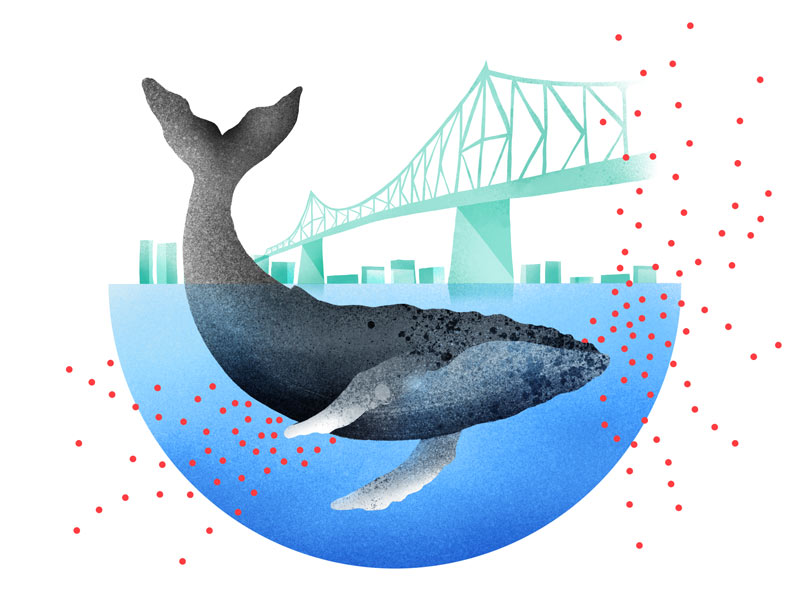 La baleine de Montréal - illustration par Annie St-Amant